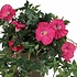 Kunstplant Petunia Donkerroze - L 50cm - Keramiek sierpot - Mica Decorations