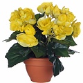 Kunstplant Begonia Geel - H 25cm - Terracotta sierpot - Mica Decorations