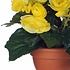 Künstliche Pflanze Begonie Gelb - H 25cm - Terrakottatopf - Mica Decorations