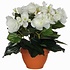 Kunstplant Begonia Wit - H 25cm - Terracotta sierpot - Mica Decorations