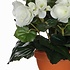 Kunstplant Begonia Wit - H 25cm - Terracotta sierpot - Mica Decorations