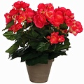 Kunstplant Begonia Donkerroze - H 30cm - Keramiek sierpot - Mica Decorations