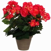 Künstliche Pflanze Begonie Dunkelrosa - H 30cm - Keramiktopf - Mica Decorations