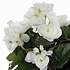 Kunstplant Begonia Wit - H 30cm - Keramiek sierpot - Mica Decorations