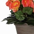 Künstliche Pflanze Begonie Lachs - H 30cm - Keramiktopf - Mica Decorations