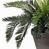 Künstliche Pflanze Palm Cycas Grün - H 37cm - Keramiktopf - Mica Decorations