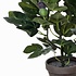 Künstliche Pflanze Fig Grün - H 50cm - Keramiktopf - Mica Decorations