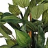 Kunstplant Hosta Groen - H 65cm - Keramiek sierpot - Mica Decorations