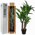 Kunstplant Dracaena Groen - H 110cm - Kunststof pot - Mica Decorations