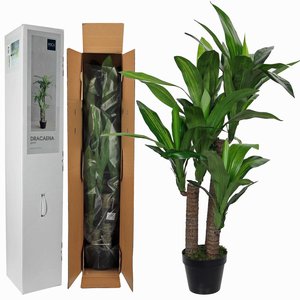 Künstliche Pflanze Dracaena Grün - H 110cm - Kunststofftopf - Mica Decorations