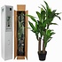 Künstliche Pflanze Dracaena Grün - H 110cm - Kunststofftopf- Mica Decorations