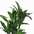 Künstliche Pflanze Dracaena Grün - H 110cm - Kunststofftopf- Mica Decorations