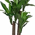 Kunstplant Dracaena Groen - H 110cm - Kunststof pot - Mica Decorations