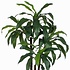 Künstliche Pflanze Dracaena Grün - H 100cm - Kunststofftopf- Mica Decorations