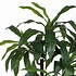 Künstliche Pflanze Dracaena Grün - H 100cm - Kunststofftopf- Mica Decorations