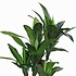 Kunstplant Dracaena Groen - H 110cm - Kunststof pot - Mica Decorations