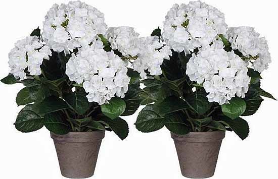 Shop 2 Stck - Knstliche Pflanze Hortensie Wei - H 45 cm - Keramiktopf -  Online - Plant New Day