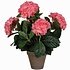 2 Stück - Künstliche Pflanze Hortensie Rosa - H 45 cm - Keramiktopf - Mica Decorations