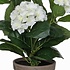 2 Stück - Künstliche Pflanze Hortensie Weiß - H 40 cm - Keramiktopf - Mica Decorations