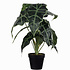 Künstliche Pflanze Alocasia Grün - H 50cm - Kunststoff Ziertopf - Mica Decorations