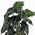 Künstliche Pflanze Alocasia Grün - H 60cm - Kunststoff Ziertopf - Mica Decorations