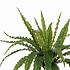 Künstliche Pflanze Asplenium Grün - H 54cm - Keramiktopf - Mica Decorations