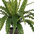Künstliche Pflanze Asplenium Grün - H 54cm - Keramiktopf - Mica Decorations