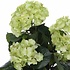 Kunstplant Hortensia Groen / Crème- H 40cm - Keramiek sierpot - Mica Decorations