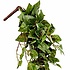 Künstliche Kletterpflanze Tradescantia Grün -Stecker L 80cm - Mica Decorations