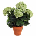 Mica Decorations Kunstplant Hortensia Groen / Crème - H 45cm - Terra sierpot - Mica Decorations