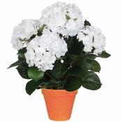 Mica Decorations Kunstplant Hortensia Wit - H 45cm - Terra sierpot - Mica Decorations