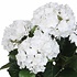 Mica Decorations Künstliche Pflanze Hortensie Weiß - H 45cm - Terra Keramiktopf - Mica Decorations