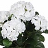 Mica Decorations Kunstplant Hortensia Wit - H 45cm - Terra sierpot - Mica Decorations