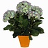 Mica Decorations Künstliche Pflanze Hortensie Lila - H 45cm - Terra Keramiktopf - Mica Decorations