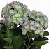 Mica Decorations Kunstplant Hortensia Lichtpaars - H 45cm - Terra sierpot - Mica Decorations