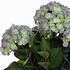 Mica Decorations Kunstplant Hortensia Lichtpaars - H 45cm - Terra sierpot - Mica Decorations