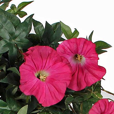 Mica Decorations Künstliche Pflanze Petunie Dunkelrosa - L 50cm - Terra topf - Mica Decorations