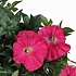Mica Decorations Künstliche Pflanze Petunie Dunkelrosa - L 50cm - Terra topf - Mica Decorations