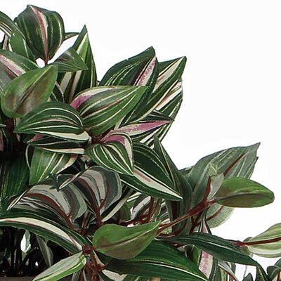 Kunstplant Tradescantia Groen-bont - L 45cm - Keramiek sierpot - Mica Decorations