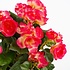 Kunstplant Begonia Donker roze - H 37cm - Keramiek sierpot - Mica Decorations