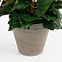Künstliche Pflanze Begonie Dunkelrosa - H 37cm - Keramiktopf - Mica Decorations