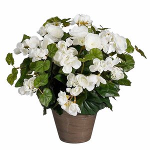 Künstliche Pflanze Begonie Weiß - H 37cm - Keramiktopf - Mica Decorations