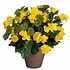 Kunstplant Begonia Geel - H 37cm - Keramiek sierpot - Mica Decorations