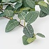 Kunstplant Fittonia Groen - Slinger - L180cm - Mica Decorations