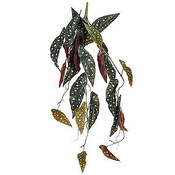Künstliche Kletterpflanze Begonia Maculata Dunkelgrün - Stecker L 80cm - Mica Decorations