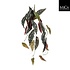 Künstliche Kletterpflanze Begonia Maculata Dunkelgrün - Stecker L 80cm - Mica Decorations
