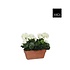 Kunstplant Geranium Wit - H 40cm - Zandcement sierpot - Mica Decorations