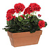 Kunstplant Geranium Rood - H 40cm - Zandcement sierpot - Mica Decorations