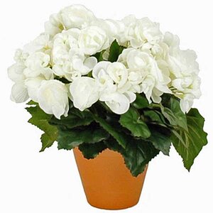 Kunstplant Begonia Wit - H 30cm - Terracotta sierpot - Mica Decorations