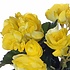 Kunstplant Begonia Geel - H 37cm - Keramiek sierpot - Mica Decorations
